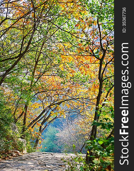 The Gallery Valley Forest _ Autumnal Scenery