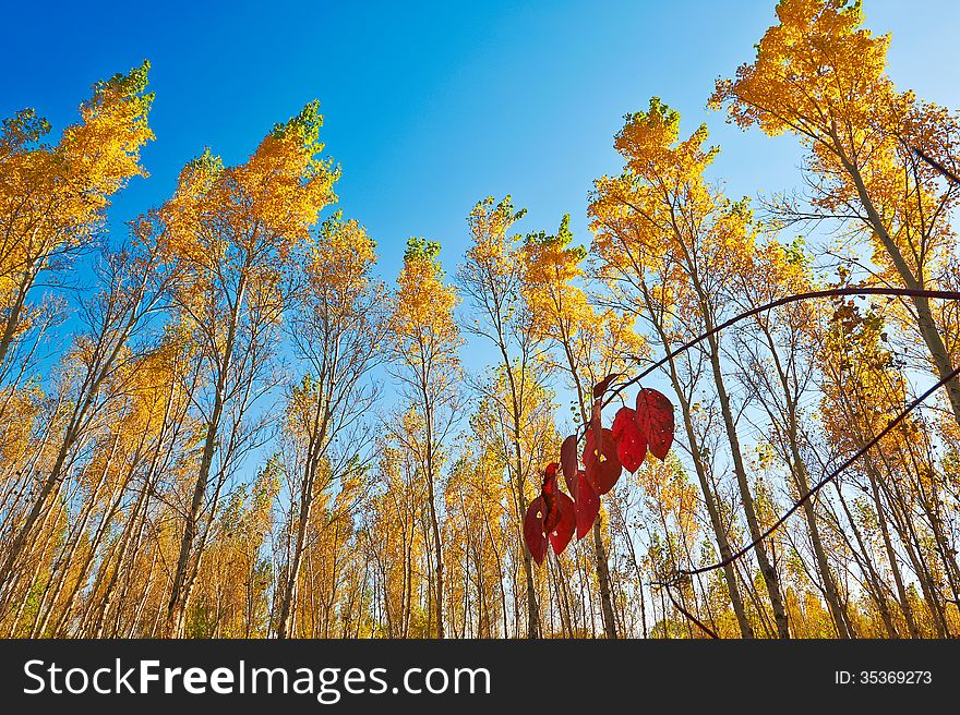 The Golden Leaves And Blue Sky Autumnal Scenery