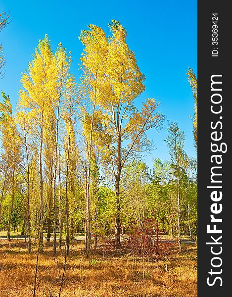 The white poplar autumnal scenery