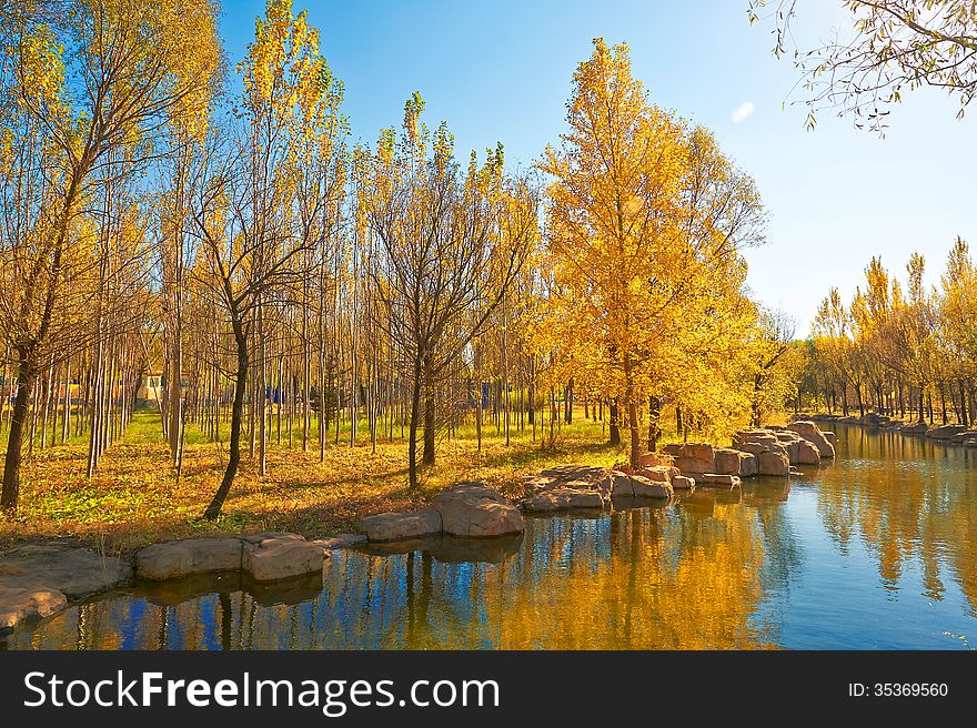 The golden trees riverain autumnal scenery