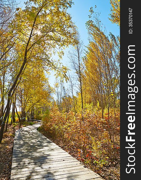 The bend wooden trestle in forest _ autumnal scenery