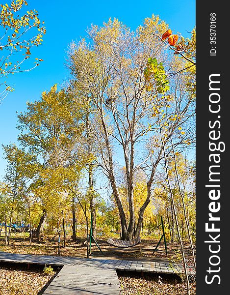 The swing and wooden trestle in forest _ autumnal scenery