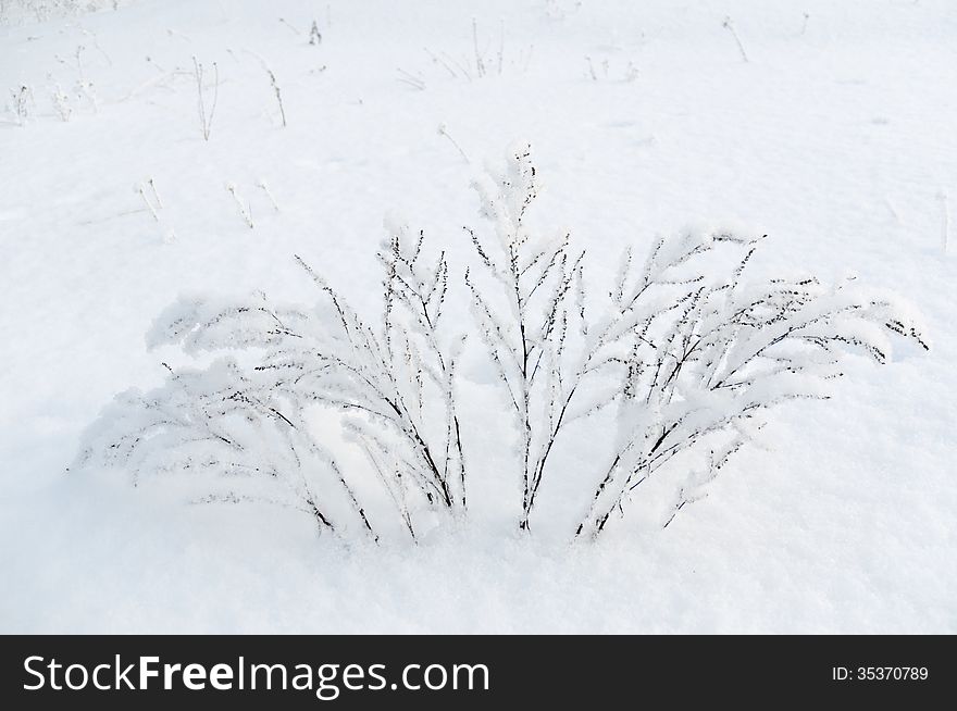Grass stalks covered by fresh snow in winter. Grass stalks covered by fresh snow in winter