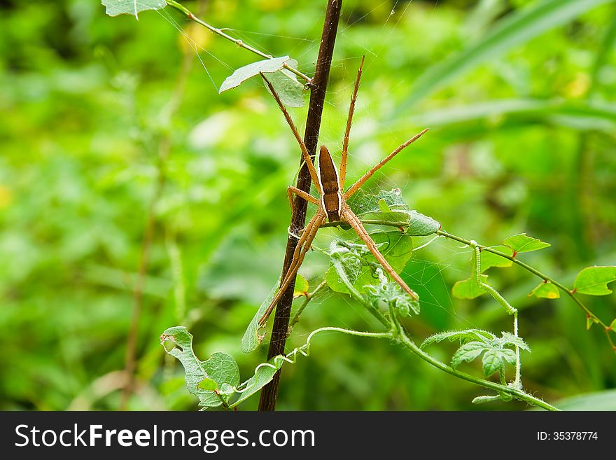 Spider on net of in thailand