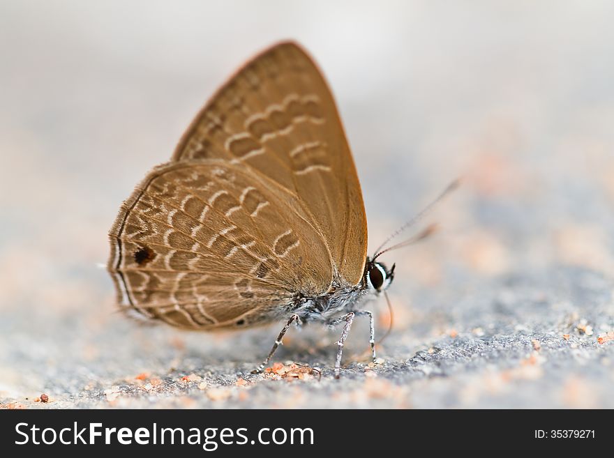 Butterfly in pang sida national park thailand