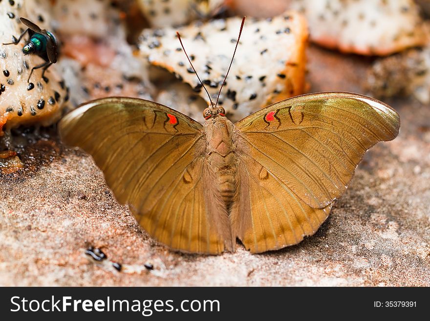 Butterfly in pang sida national park thailand