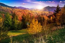 Pine Trees Near Valley In Mountains And Autumn Forest On Hillsid Stock Images Pine Trees Near Valley In Mountains And Autumn Forest On Hillsid Stock Images