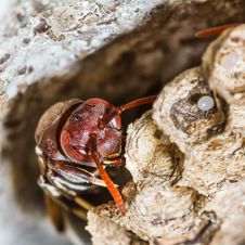 Wasp In The Nest Royalty Free Stock Photos