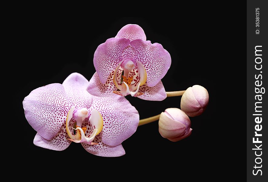 Beautiful pink blossoming orchid on black background. Beautiful pink blossoming orchid on black background