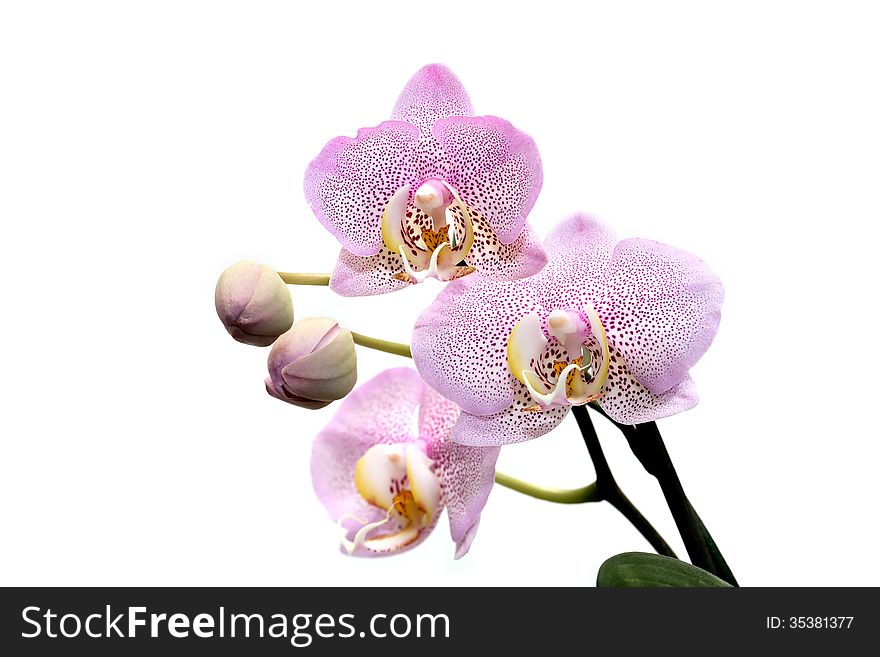 Orchid Blooming