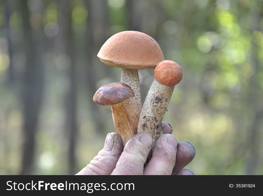 Three beautiful oak mushrooms in hand. Three beautiful oak mushrooms in hand