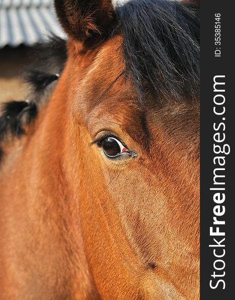 Close-up portrait of horse in the farm