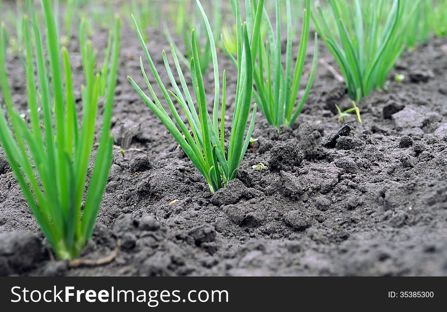 Onion plantation in the vegetable garden