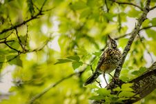 American Robin Juvenile In A Tree Stock Photos American Robin Juvenile In A Tree Stock Photos