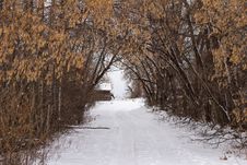 A Tree Lined Driveway In Winter Royalty Free Stock Photography A Tree Lined Driveway In Winter Royalty Free Stock Photography