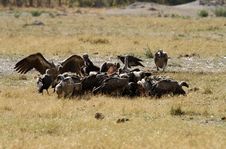A Wake Of Old World Vultures. Stock Photography