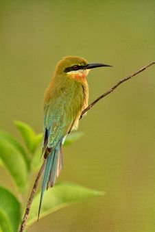 Blue-tailed Bee-eater. Royalty Free Stock Images