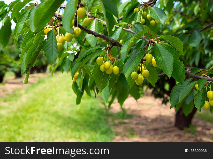A photo of green cherries on a branch.