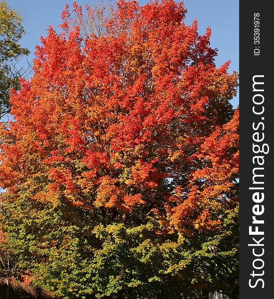 Tall tree changing color in fall