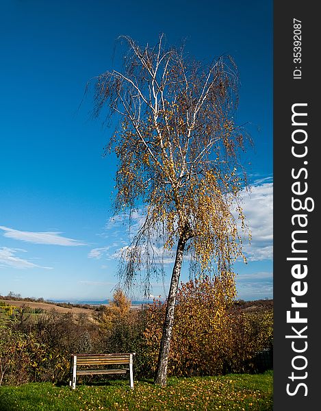 Old bench with birch and blue sky