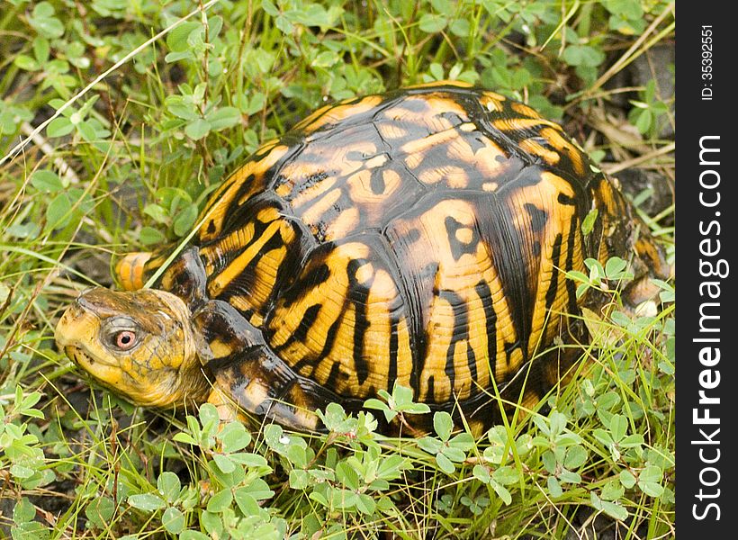 Small brown and yellow turtle in the grass