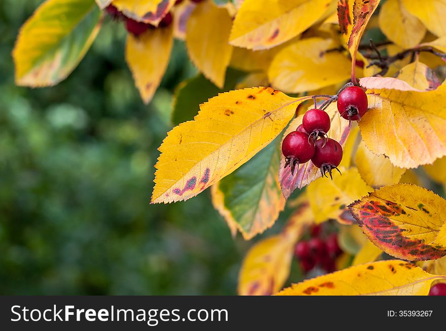 Close Up of Whitebeam (Sorbus Aria) Autumn Tree Leaves and Red Berries. Close Up of Whitebeam (Sorbus Aria) Autumn Tree Leaves and Red Berries