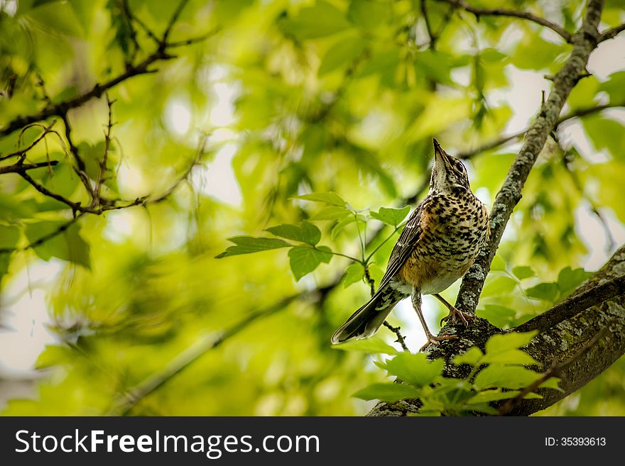 We see many of these juvenile American robin's every spring. The American robin is actually a thrush in the family turdidae. We see many of these juvenile American robin's every spring. The American robin is actually a thrush in the family turdidae.