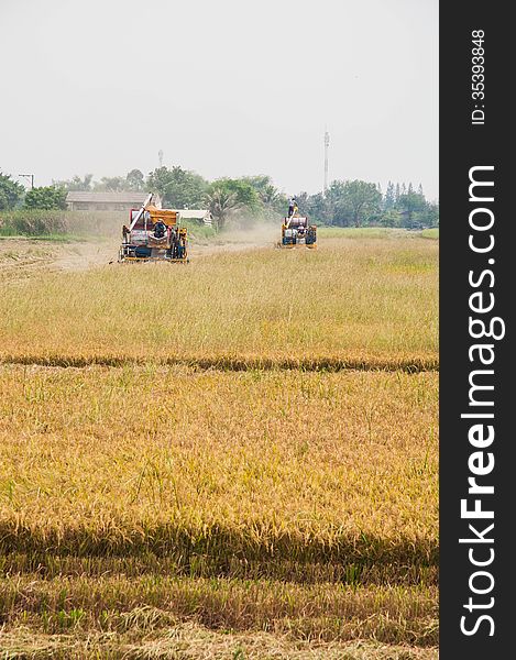 Harvester in the rice field