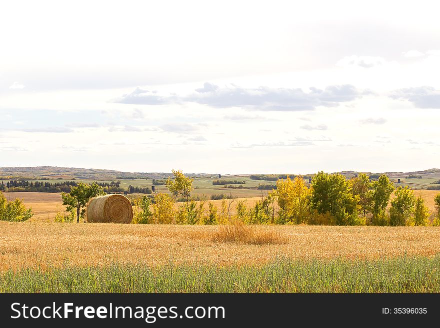 Autumn trees and a round bale on farmland