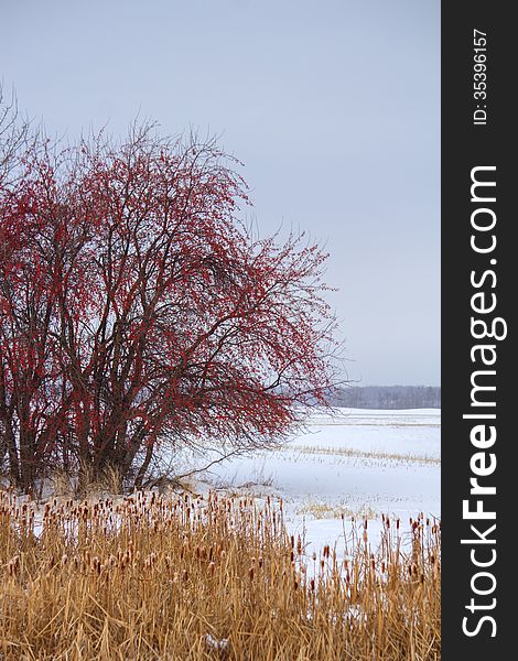A red berry tree and cattails on snow covered farmland. A red berry tree and cattails on snow covered farmland