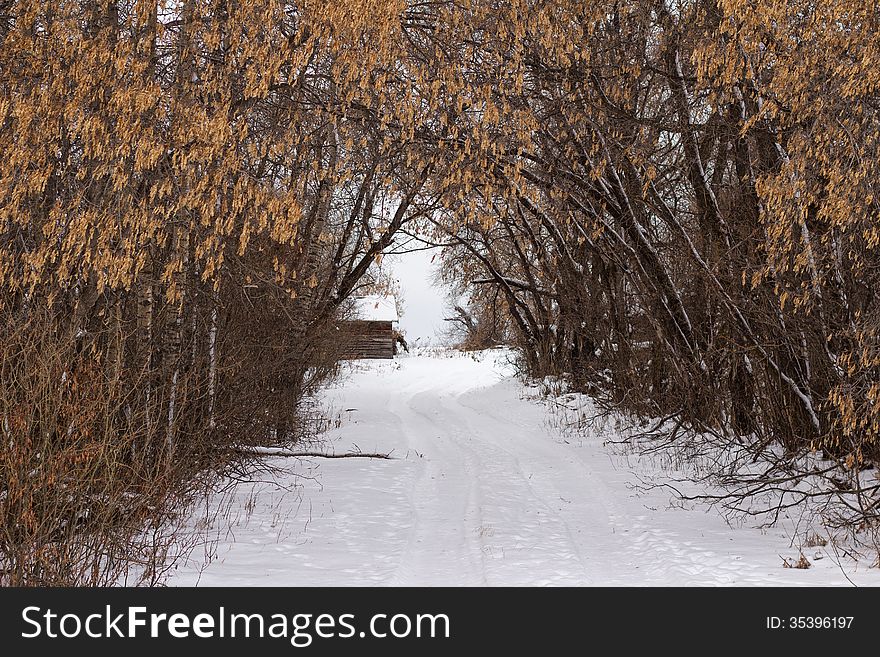 A tree covered driveway lining a snow covered driveway. A tree covered driveway lining a snow covered driveway