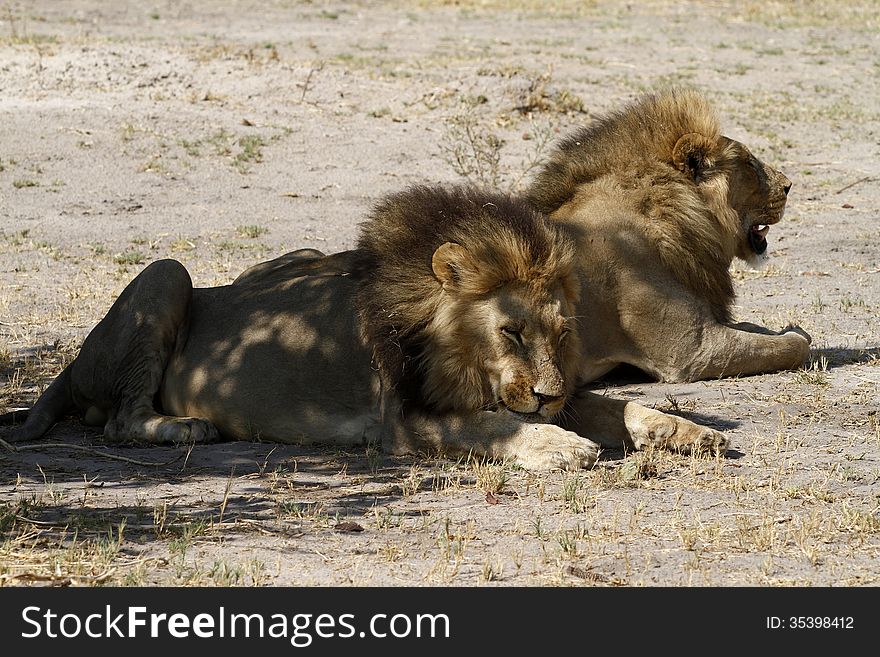 Two big African male lions resting in the heat of the day. Two big African male lions resting in the heat of the day