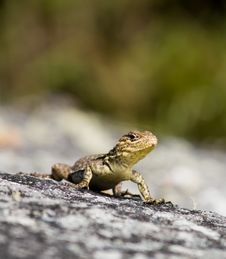 Lizard On Rock Royalty Free Stock Photo Lizard On Rock Royalty Free Stock Photo