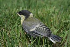 Free Bird Royalty Free Stock Images - 3541819