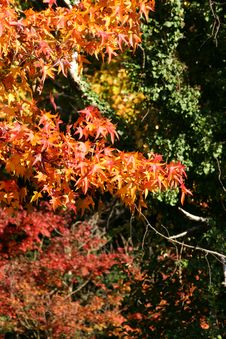 Red Autumn Leaves Royalty Free Stock Photo Red Autumn Leaves Royalty Free Stock Photo