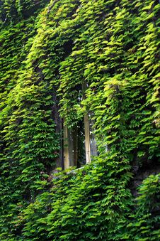 Window In Green Stock Photo Window In Green Stock Photo