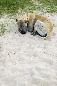 Homeless Dog At Beach Stock Photo