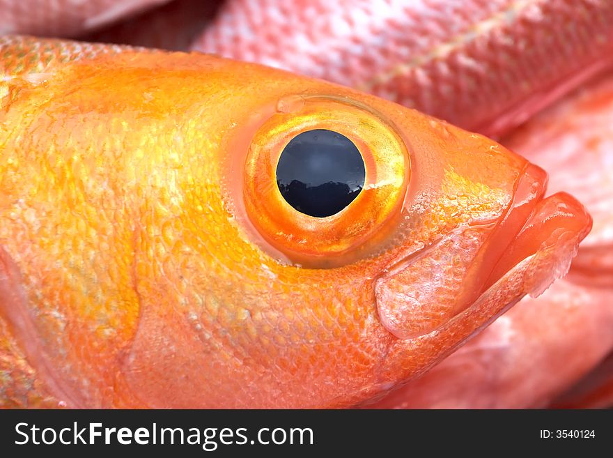 Nice detailed closeup of a fish eye