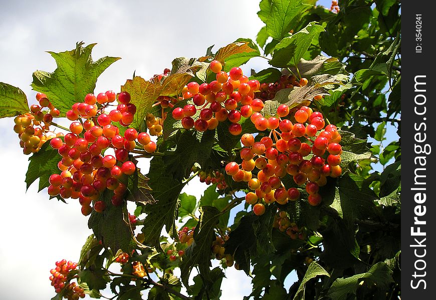 In the autumn the guelder-rose ripens. In the autumn the guelder-rose ripens