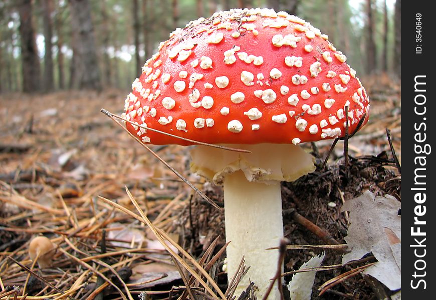 Young fly agaric in the forest. Young fly agaric in the forest