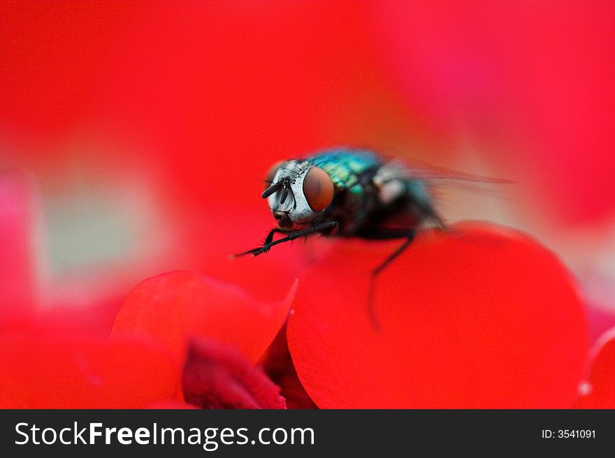 Close up of a fly surrounded by red flowers. Close up of a fly surrounded by red flowers