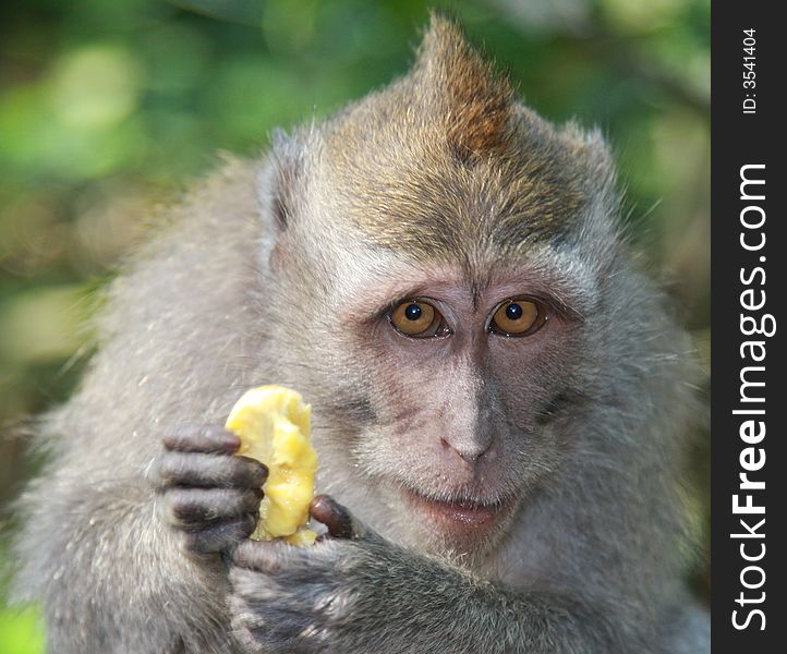 Touching monkey with banana sit for a portrait