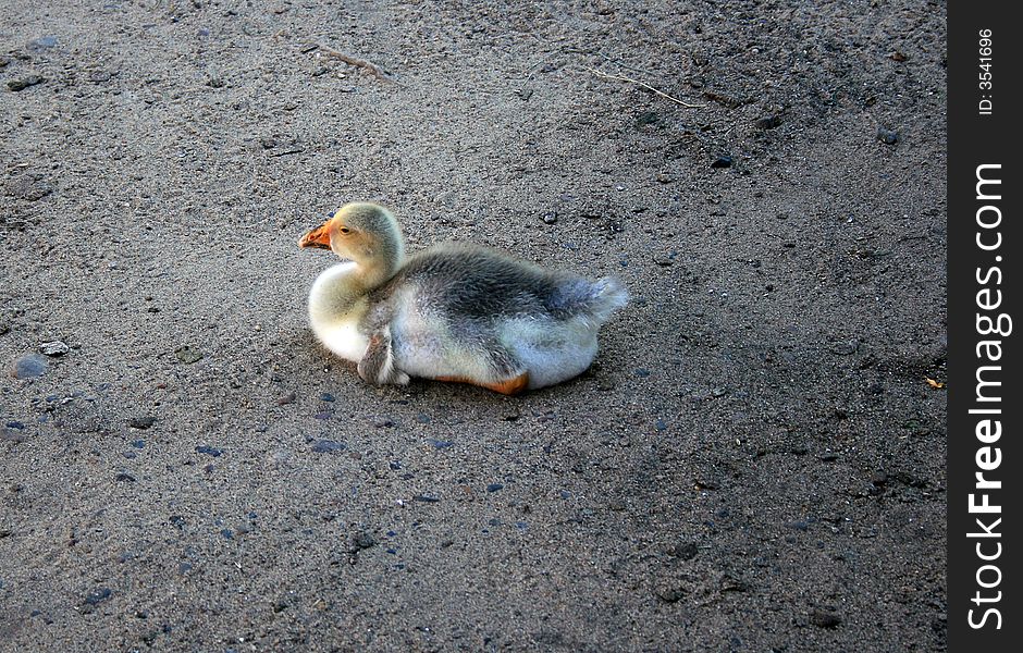 Little duckling is sitting on the ground