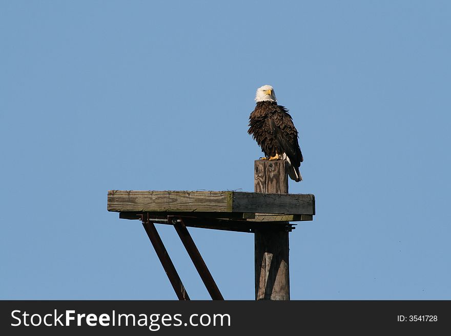 Bald Eagle watching the nest from a distance.