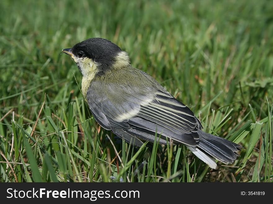 Small bird sitting in field of grass