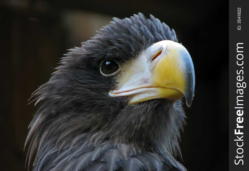 Portrait of golden eagle close up beak. Portrait of golden eagle close up beak