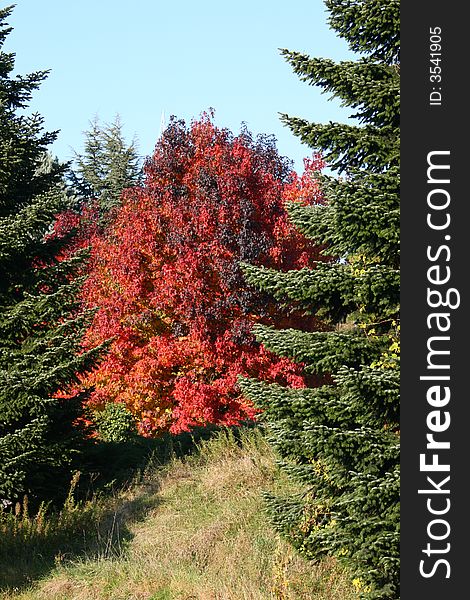 Red Autumn Acer