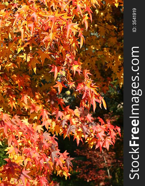 Red tree leaves in the country, autumn colors. Red tree leaves in the country, autumn colors