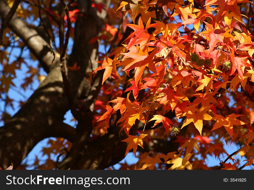 Red tree leaves in the country, autumn colors. Red tree leaves in the country, autumn colors