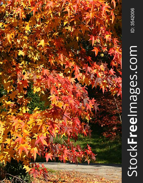 Red tree leaves in the country, autumn colors. Red tree leaves in the country, autumn colors